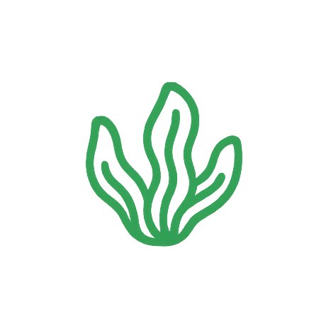 Wakame Extract